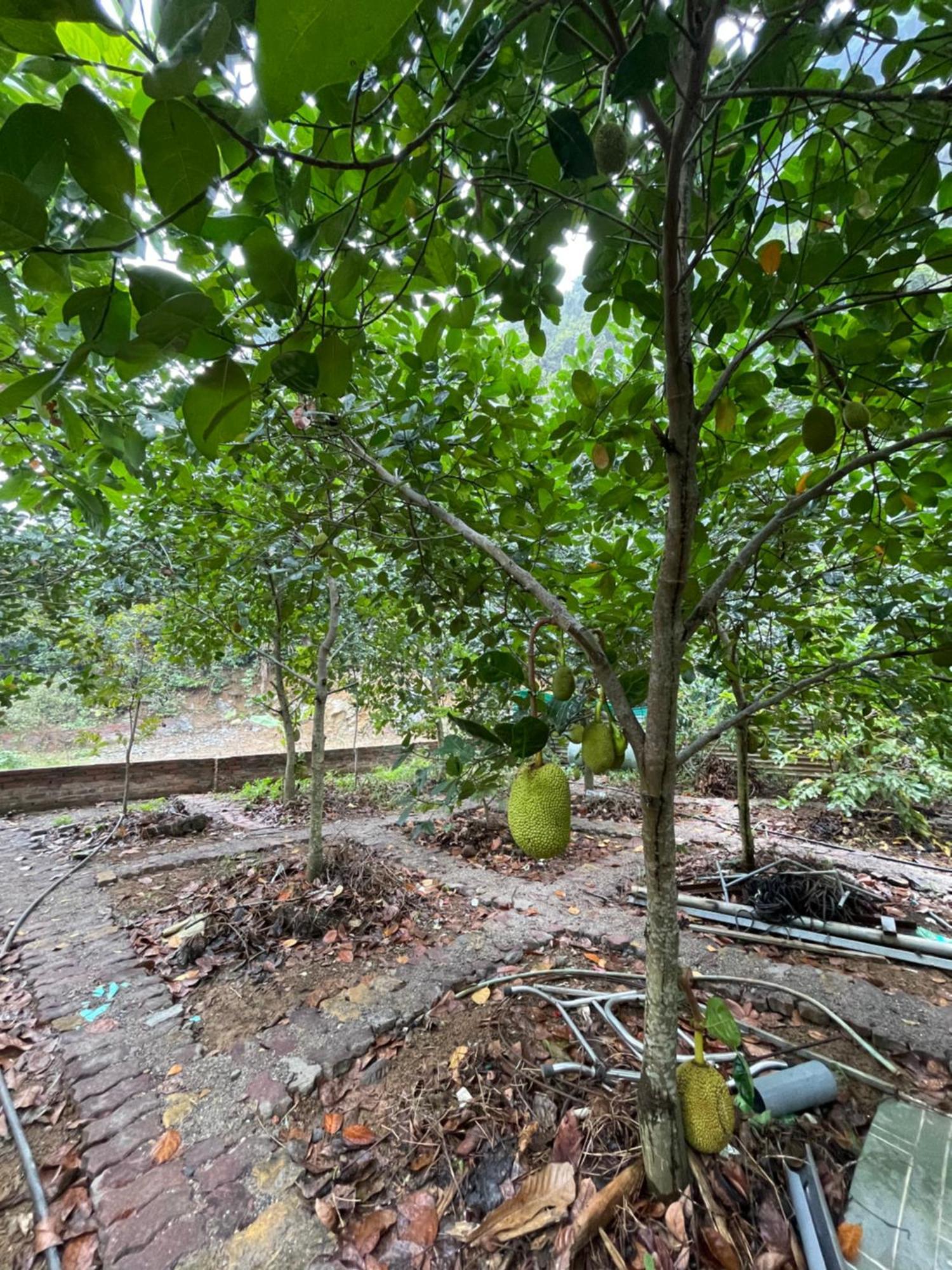 Cat Ba Countryside Homestay Dong Khe Sau Exteriör bild